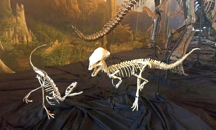 Image 5: Meet Cheryll the Triceratops: Museum Admission for Up To Six People