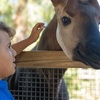 Image 4: Brevard Zoo Admission & Animal Encounters, Melbourne, FL