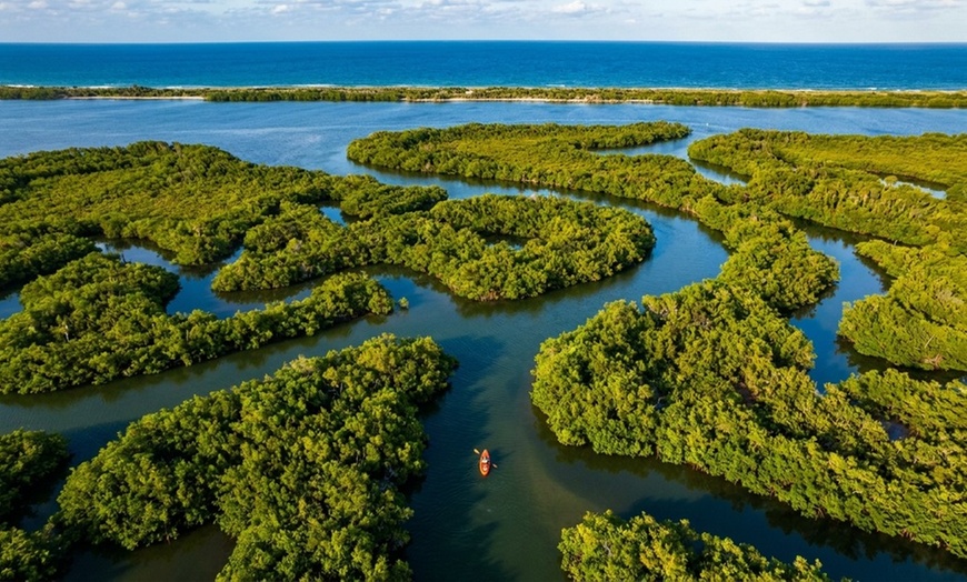 Image 4: Guided kayak tour with dolphin and manatee sightings in Cocoa Beach