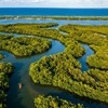 Image 4: Guided kayak tour with dolphin and manatee sightings in Cocoa Beach