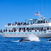 Image 1: Book Now & Save 19% on Monterey Bay Whale Watching Tours
