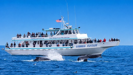 Up to Three Hours of Whale Watching for One Person - Sea Goddess Whale Watching Monterey Bay