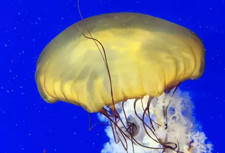 Georgia Aquarium