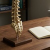 Image 2: Get a downloadable posture correction guide or personal 1 on 1 session with Dr. Deborah