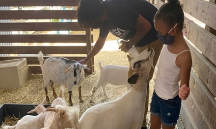 Zoo Admission with Five-Minute Pony Ride - For 1 - Horse And Petting Pal Interaction, Inc. Davie, FL