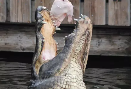 Gatorland