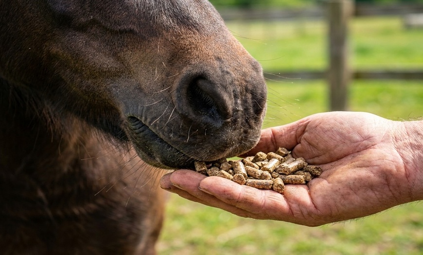 Image 7: Hands-On Farm Animal Fun at EZ's Rescue Ranch