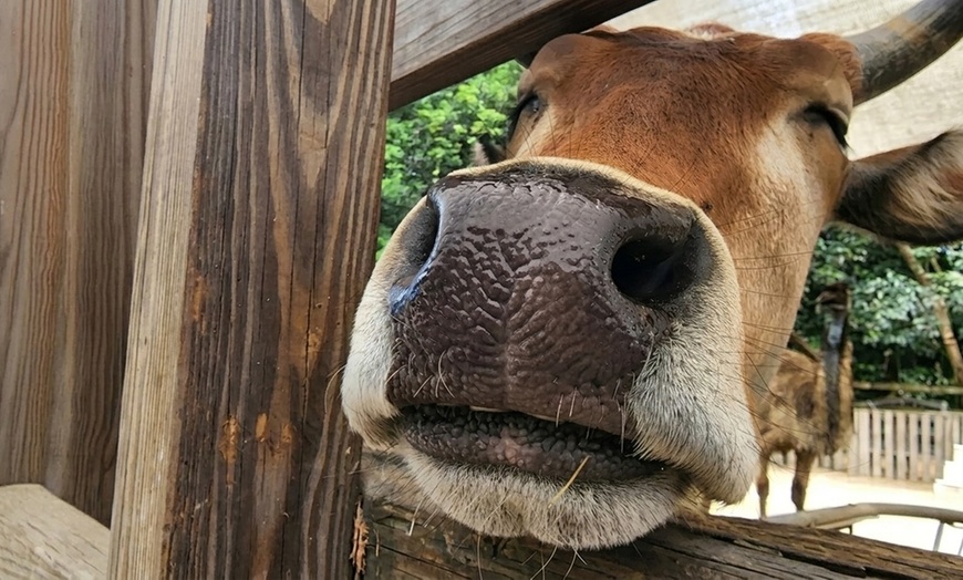 Image 3: Petting Zoo & Pony Ride Adventure – Davie, FL