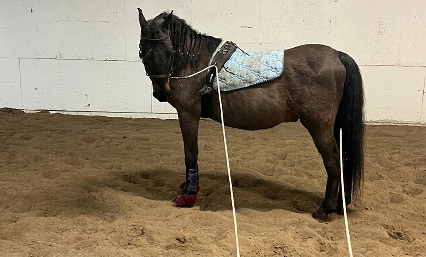 Image 2: Horseback Riding Lessons for All Ages