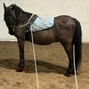 Image 2: Horseback Riding Lessons for All Ages