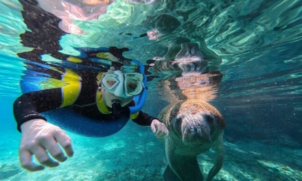 Private VIP Manatee Encounter - Gulf Coast Expeditions