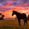 Image 8: Horseback Riding & Swimming with Horses at In The Breeze Ranch