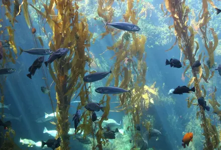 Birch Aquarium at Scripps