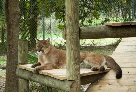 Naples Zoo at Caribbean Gardens