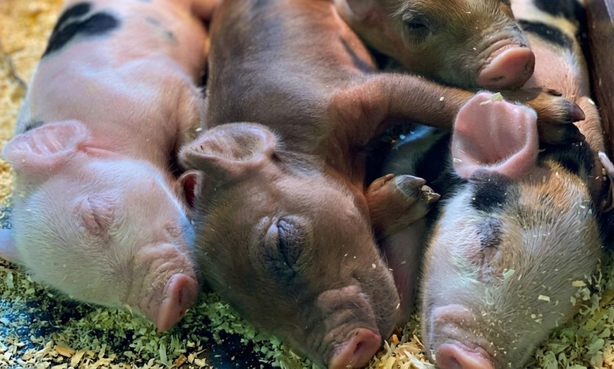 Image 6: Unleash the Fun at Maryland's Green Meadows Petting Farm!