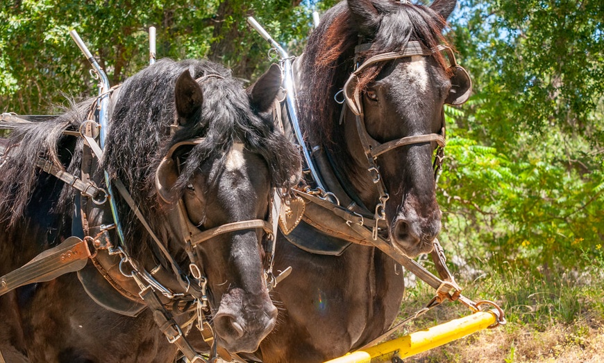 Image 6: Wild West Stagecoach Rides – Columbia State Historic Park