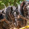 Image 6: Wild West Stagecoach Rides – Columbia State Historic Park