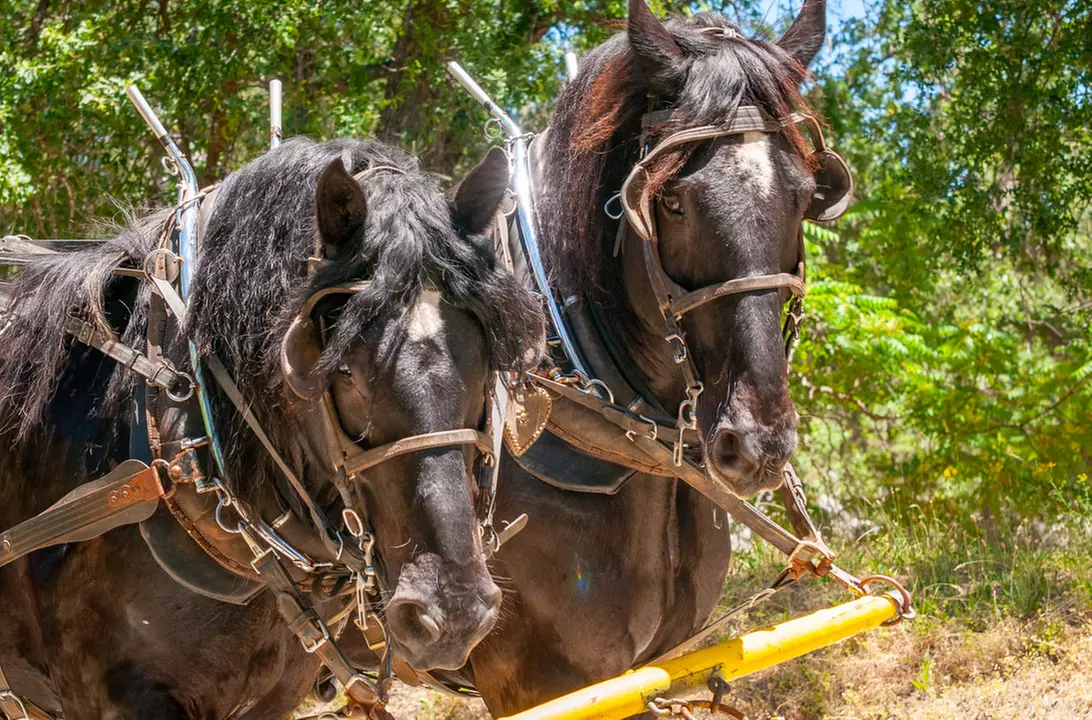 Wild West Stagecoach Rides – Columbia State Historic Park