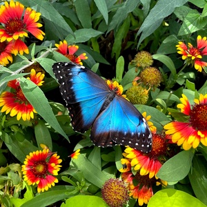 Admission to Butterfly House @ Navy Pier - For 1 Person - The Butterfly House - Chicago, IL