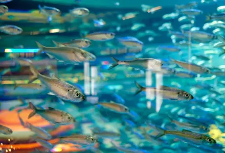 Ripley's Aquarium of the Smokies