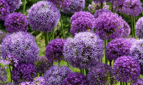 Groupon Unisex Purple Allium Cut Flower Collection 100 Bulbs