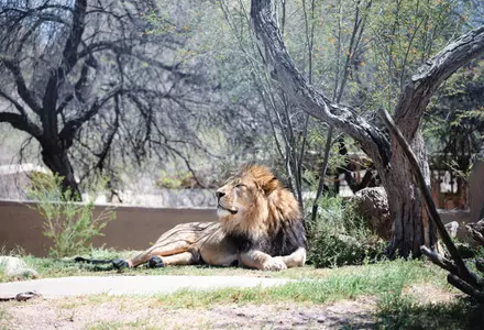 Phoenix Zoo