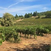Image 11: Wine Tasting & Handcrafted Wines in a Historic Speakeasy for 1-6