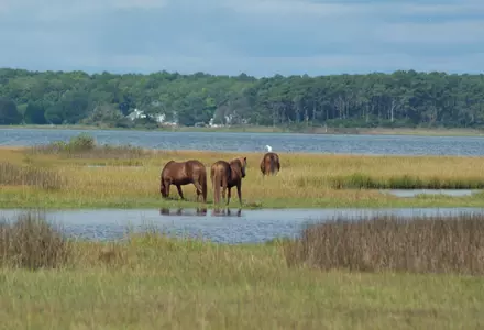 Assateague Island National Seashore