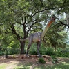 Image 24: San Antonio Zoo Discount Tickets & Savings!