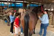 Meet Ranch Animals w/ Balanced Beings Outdoor Recreation in Phoenix - Second Medium