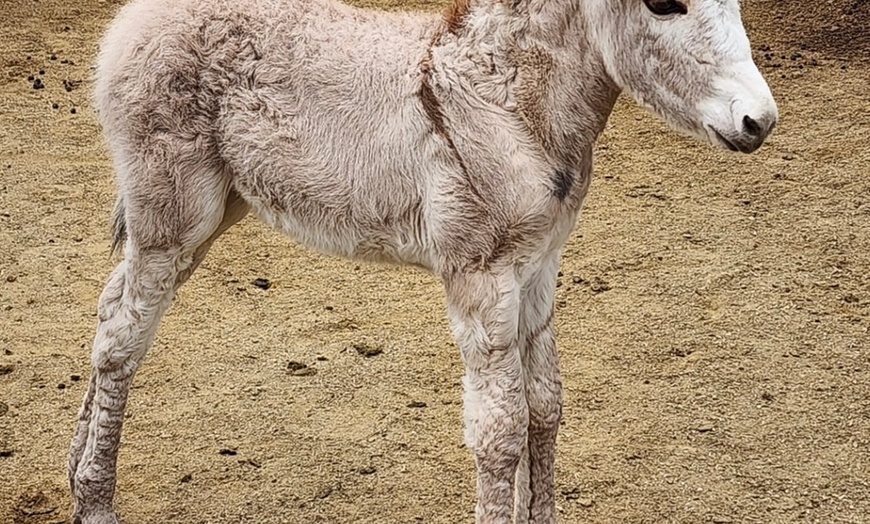 Image 3: Petting Zoo Admission Deals & Discounts