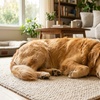 Image 5: Up to 87% Off on Upholstery Cleaning at HVAC Cleaning Union