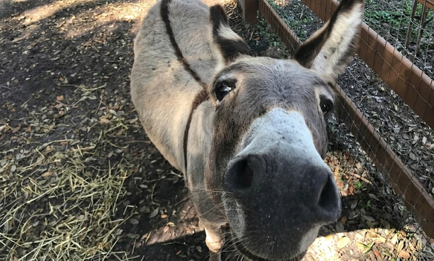 Image 2: Mini Golf & Petting Zoo: Play, Cuddle, & Create Memories