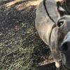 Image 2: Mini Golf & Petting Zoo: Play, Cuddle, & Create Memories
