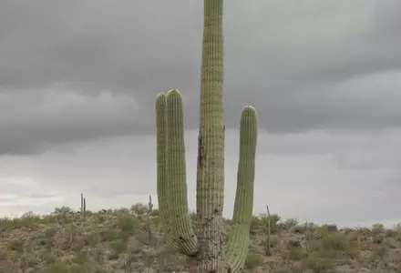 Saguaro National Park (Rincon Mountain District / East)