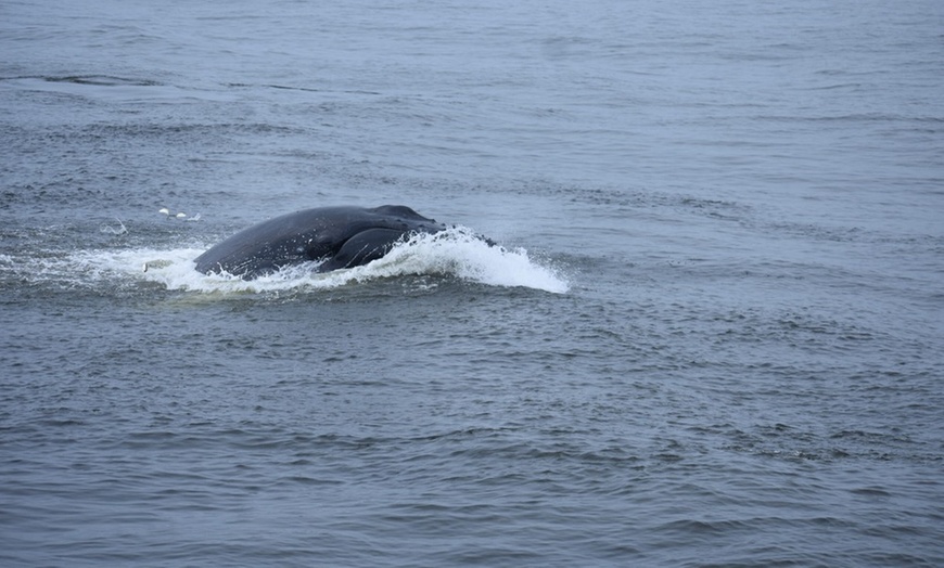 Image 7: Deep Sea Fishing Adventure with Rod, Reel & Bait Included at Belmar 