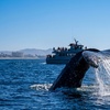Image 4: Experience Whale Watching Cruise in Newport Beach