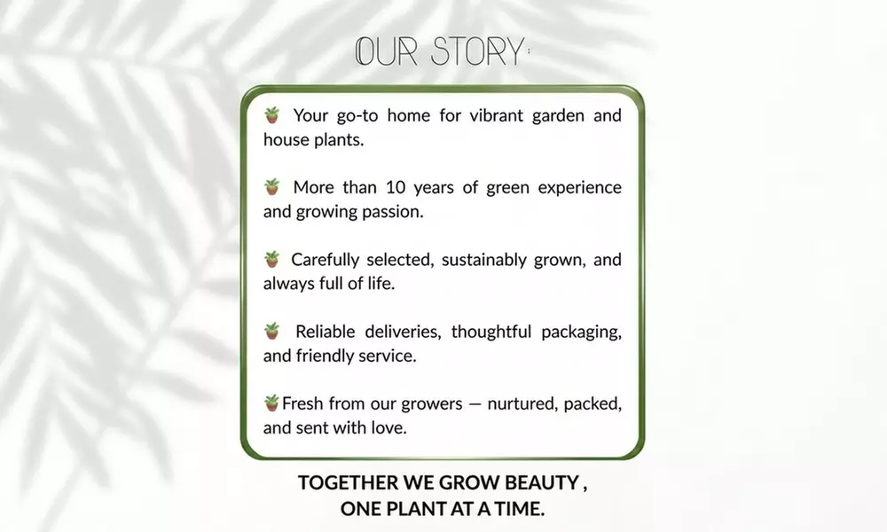 Lot de 3 figuiers bio (Ficus carica)