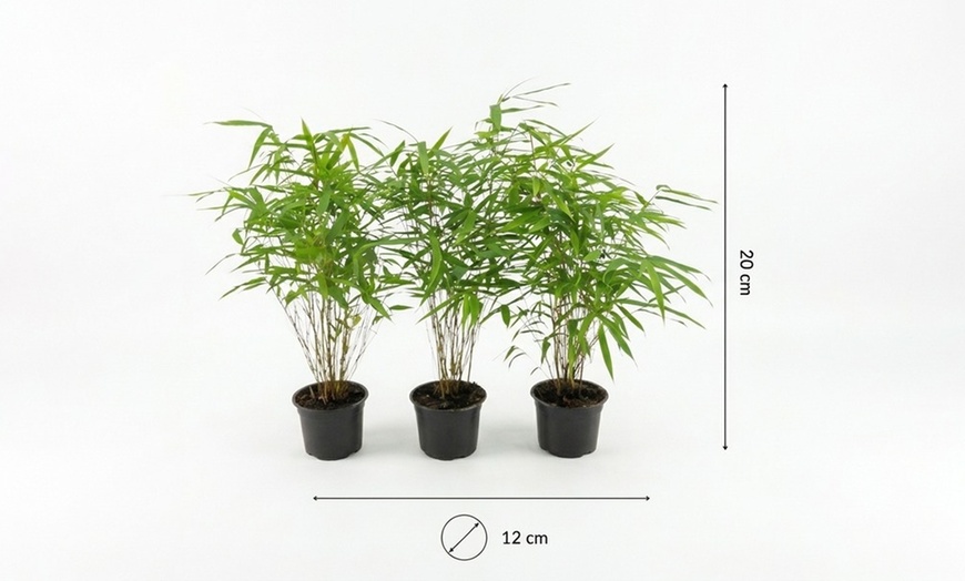 Image 4: Lot de 3 ou 6 bambous "Fargesia rufa" non traçants