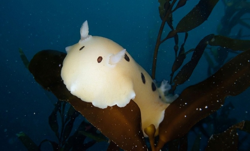 Image 3: Explore Monterey Bay Habitats With Guided Scuba Tours