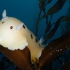 Image 3: Explore Monterey Bay Habitats With Guided Scuba Tours