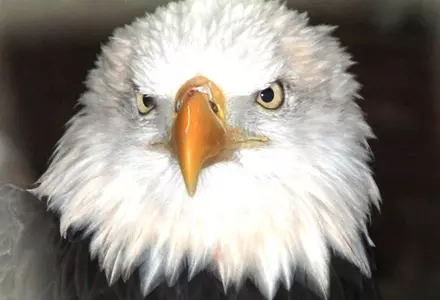 American Eagle Foundation (Eagle Mountain Sanctuary)