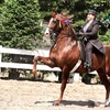 Image 1: Horseback Riding Lessons for Solo Riders, Families and Groups