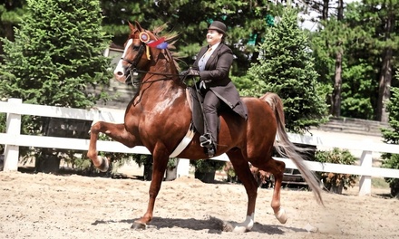 2 - 30 minute English Horseback Riding Lessons - Caitlin Carmody Stables LLC