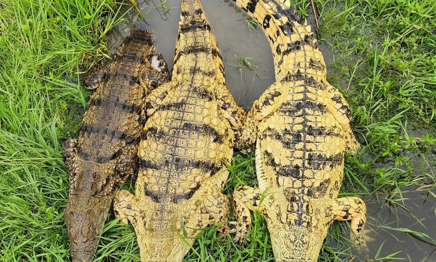Image 7: Crocodile Encounter: Up-Close Wildlife Experience