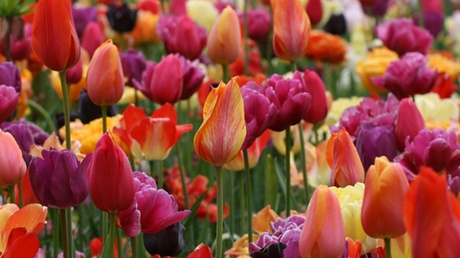 B&Q - Spring Flowering Tulip Spring Colours Mix 36 Bulbs - Image 2