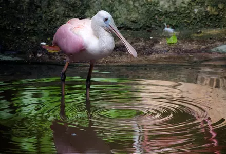 Xaman-Ha Aviary