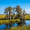 Image 6: Everglades Airboat Tour Deals & Discounts