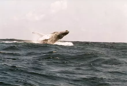 Samaná Bay Humpback Whale Watching