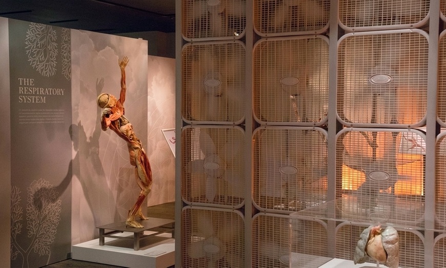 Image 6: REAL BODIES at Horseshoe Las Vegas – Discover the Human Body Like Never Before 